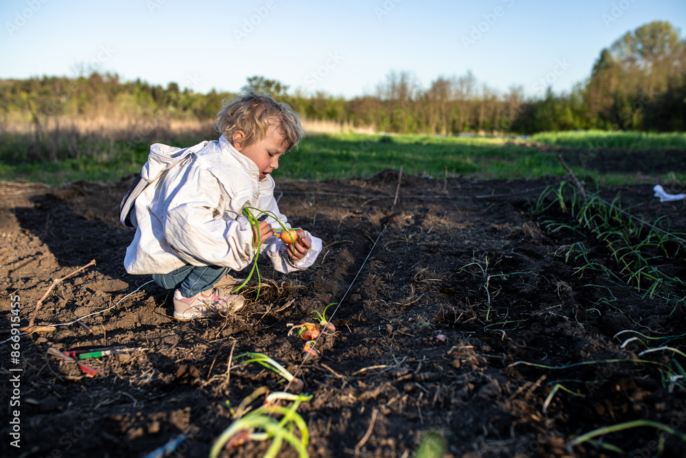 Young Girl Harvesting Fresh Onions in a Garden on a Sunny Day Young Girl Harvesting Fresh Onions in a Garden on a Sunny Day