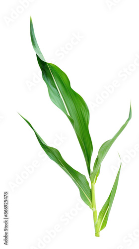 Close-up of a young corn plant with vibrant green leaves. isolated on a white background, transparent background. photo