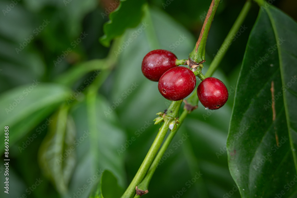 Red fruits of the coffee tree on the tree. Red fruits of the coffee tree on the tree.