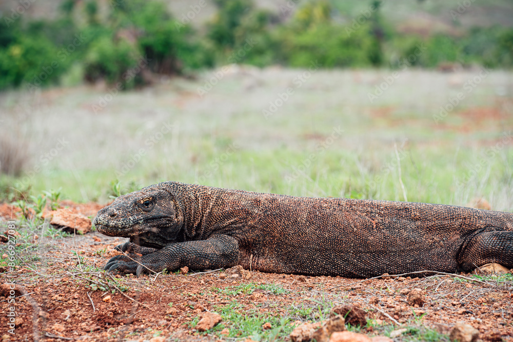 Komodo dragon warming up in the morning on Komodo island, indonesia Komodo dragon warming up in the morning on Komodo island, indonesia