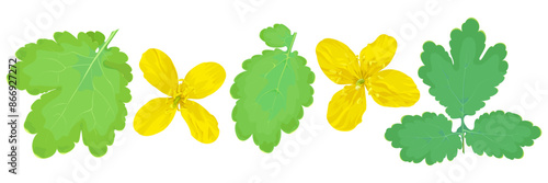 Set of five isolated celandine elements on a white background 