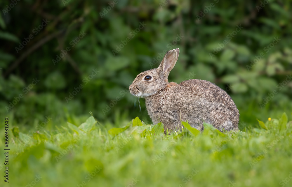 Taken from ground level for an unusual angle, the image shows a detailed profile portrait of a rabbit sitting on the grass with a natural background Taken from ground level for an unusual angle, the image shows a detailed profile portrait of a rabbit sitting on the grass with a natural background