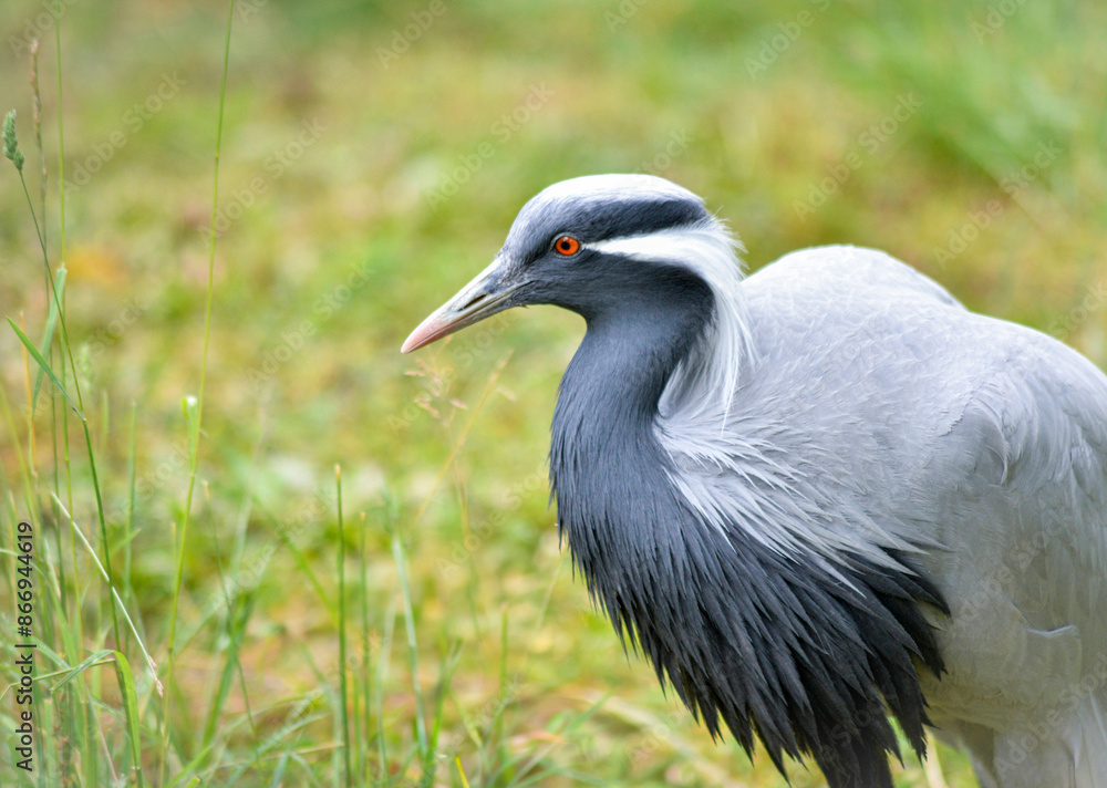 Demoiselle Crane at the Woodland Park Zoo in Seattle, Washington Demoiselle Crane at the Woodland Park Zoo in Seattle, Washington