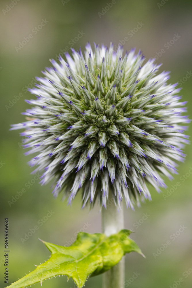 Ruthenische Kugeldistel Ruthenische Kugeldistel