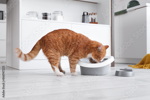 Cute cat digging in litter ...