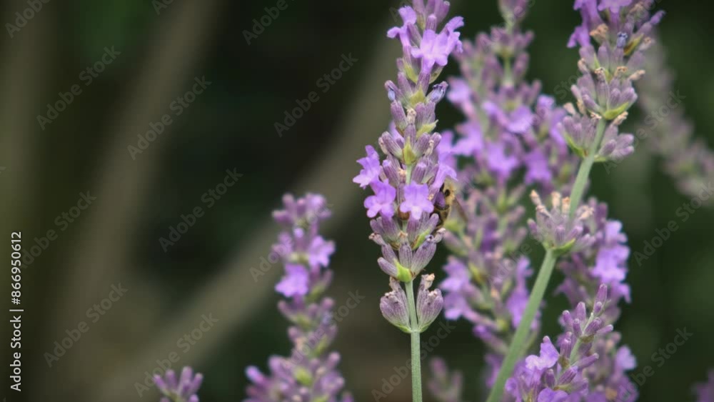 A bee pollinating a lavender bloom under the warm summer sun. A bee pollinating a lavender bloom under the warm summer sun.