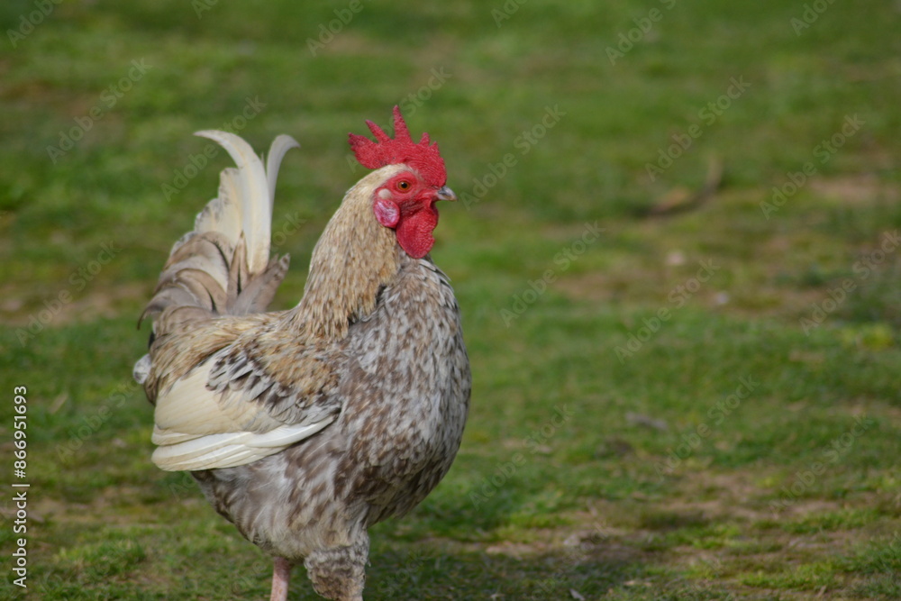 Fototapeta premium chicken