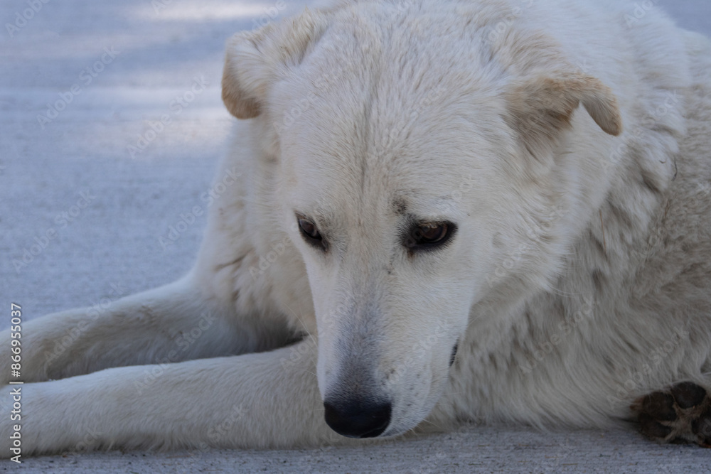 sad dog sad dog