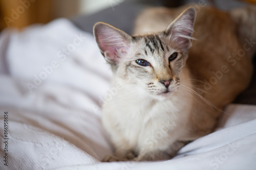 Porträt einer Balinesen Katze