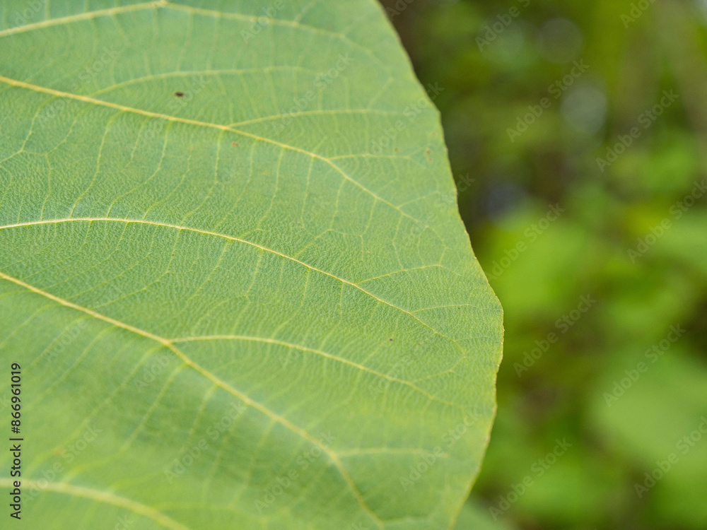 CLOSE UP, DOF: Abstract view of green tropical leaf with amazing vein structure CLOSE UP, DOF: Abstract view of green tropical leaf with amazing vein structure