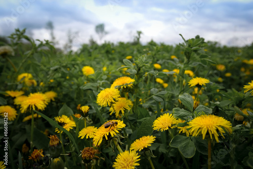 A farm field near Kyiv for grazing cattle, a lot of flowers - dandelions.