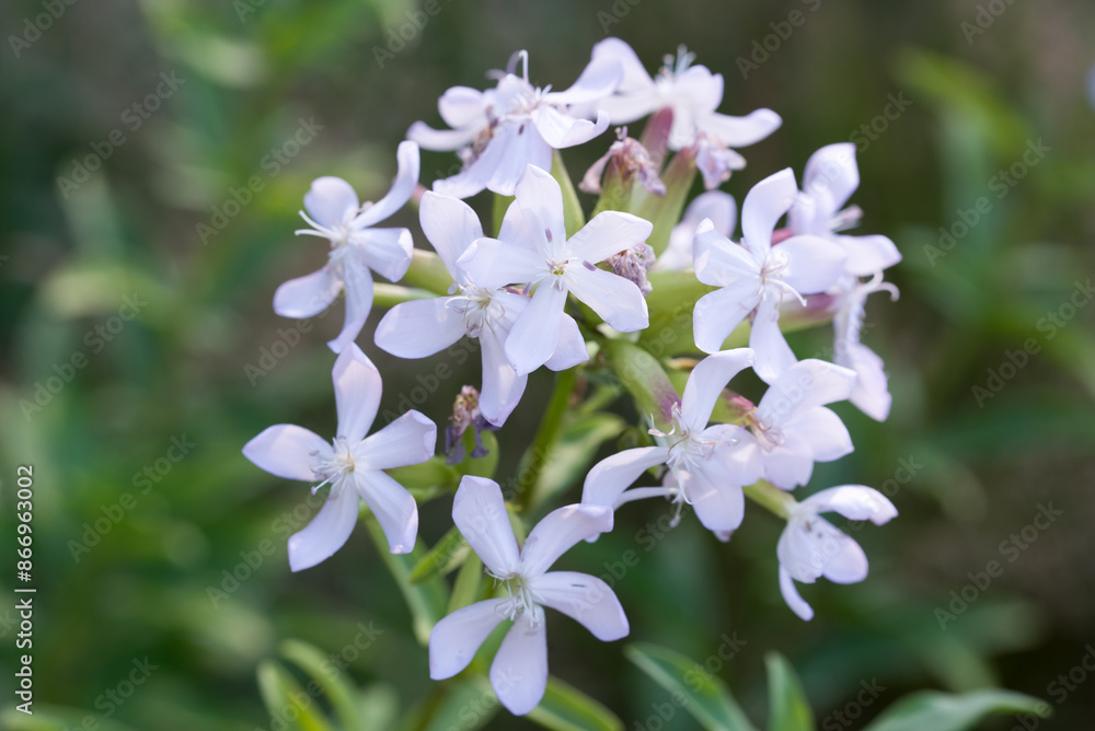 Common soapwort, .Saponaria officinalis flowers closeup selective focus Common soapwort, .Saponaria officinalis flowers closeup selective focus
