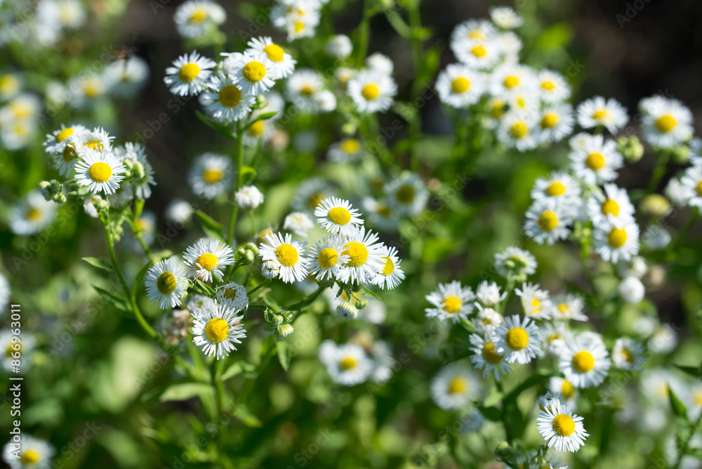 Annual fleabane,.Erigeron annuus white flowers closeup selective focus Annual fleabane,.Erigeron annuus white flowers closeup selective focus