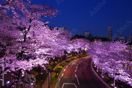 東京ミッドタウンの夜桜ライトアップ