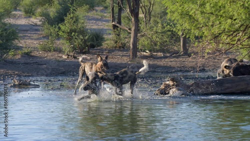  Herd of Endangered African Wild Dogs at Watering Hole