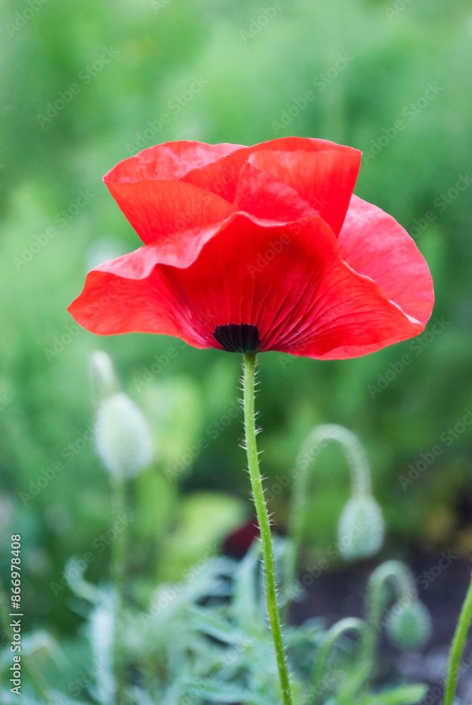bright red poppy on a green background bright red poppy on a green background