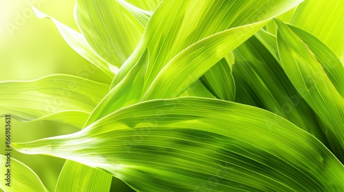 Green tropical plant close-up