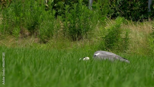A wild gray heron continues to eat insects in rice paddies