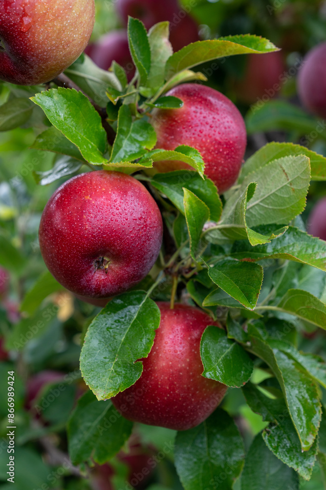 Obraz premium Apple orchard