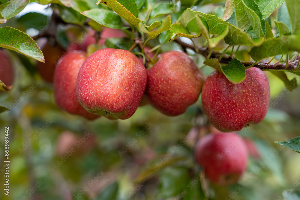 Apple orchard Apple orchard