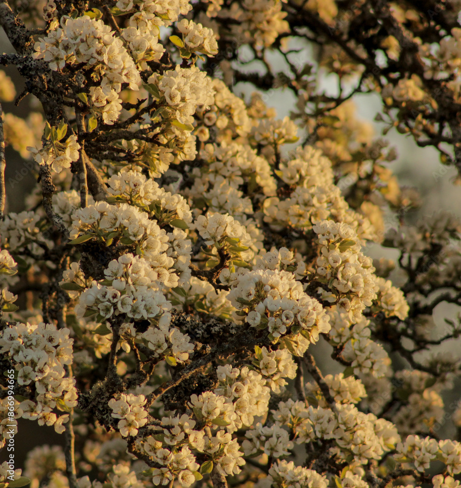 white blossoms tree white blossoms tree