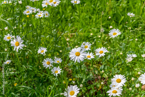 There are many daisies growing in the meadow