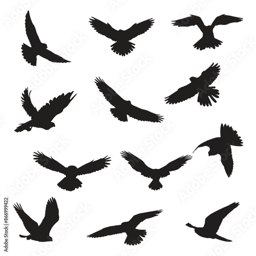 Set of Falcon Silhouette Vector Sillhouette Art