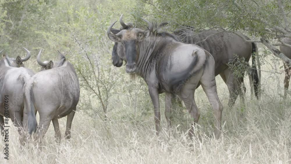 Herd of Wildebeest in Brush Grooming themselves and Standing Around Herd of Wildebeest in Brush Grooming themselves and Standing Around