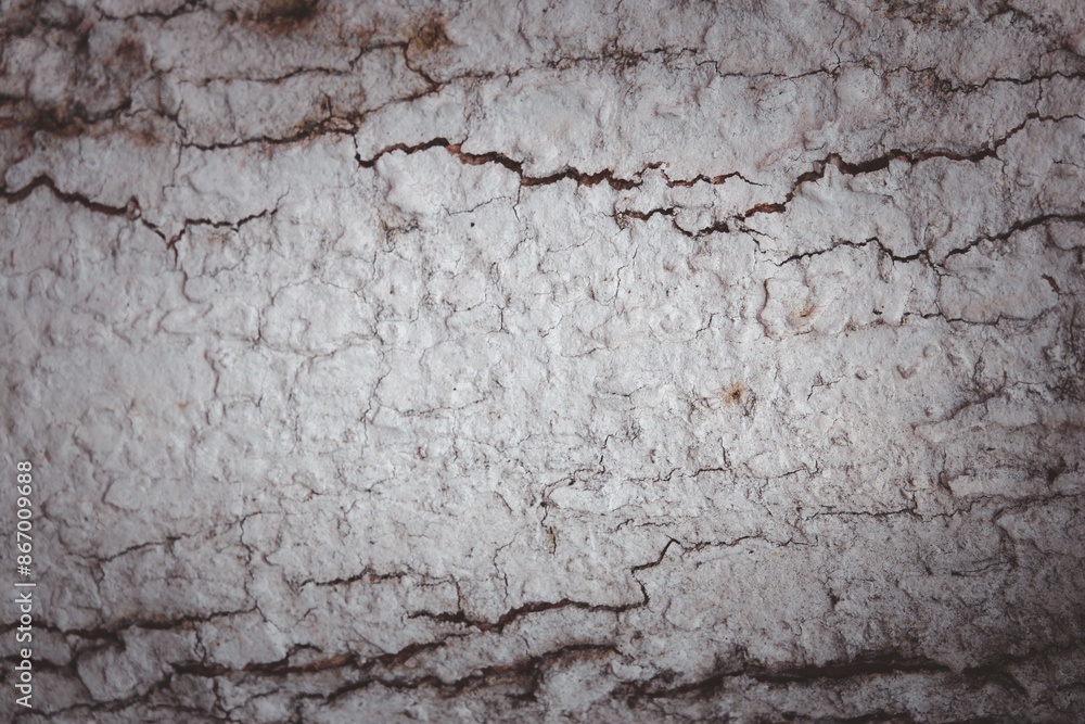 Obraz premium The bark of a tree is rough and has a lot of cracks