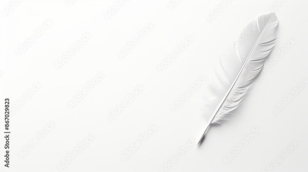 Single White Feather on a White Background Single White Feather on a White Background