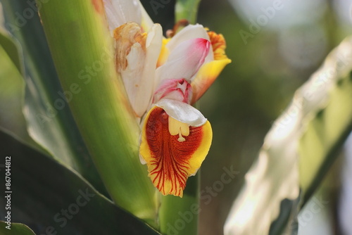 close up view of beautiful badi elaichi or black cardamom flowers (amomum subulatum), used as a medicinal plant and spices in south asia photo