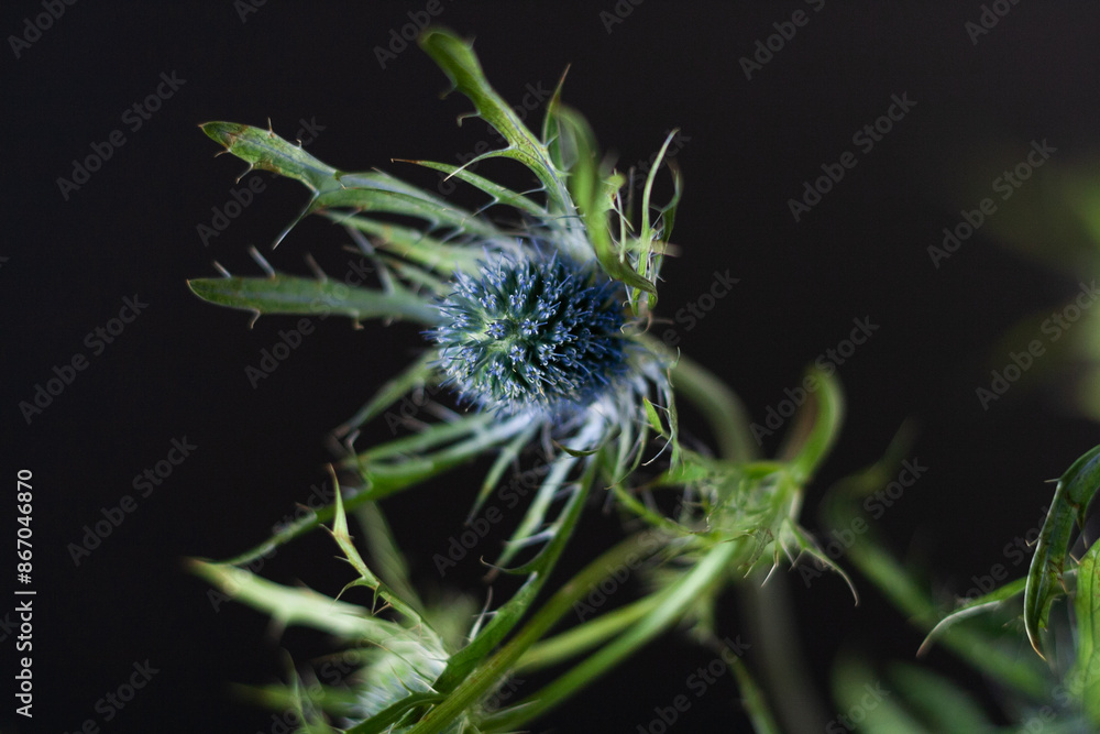 Close-up Blue Thistle Black Background Close-up Blue Thistle Black Background