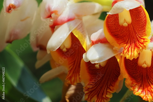 close up view of beautiful badi elaichi or black cardamom flowers (amomum subulatum), used as a medicinal plant and spices in south asia