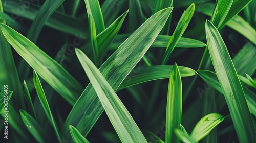 Closeup leaf texture. 