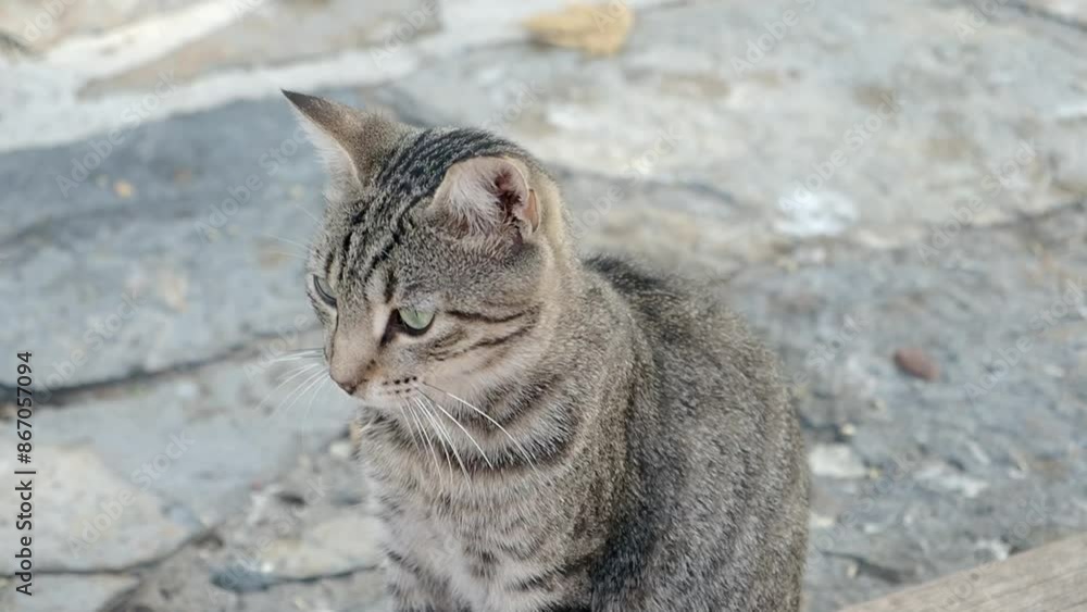 Female hugging her cat. people in live with cat . Female hugging her cat. people in live with cat .