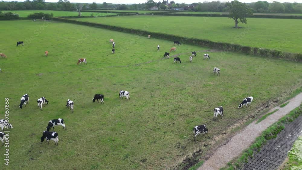 Aerial View of Cows are Eating Grass in a Farm Land of Langstone Town on the Edge of Beach. England United Kingdom. May, 15th, 2024 Aerial View of Cows are Eating Grass in a Farm Land of Langstone Town on the Edge of Beach. England United Kingdom. May, 15th, 2024
