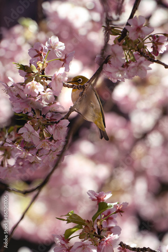 松戸河津桜とメジロ photo