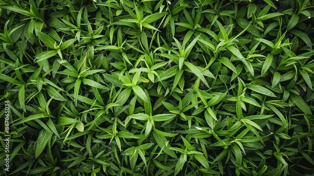 Intimate Portrait of Vibrant Green Grass, A Celebration of Nature's Texture and Detail Intimate Portrait of Vibrant Green Grass, A Celebration of Nature's Texture and Detail