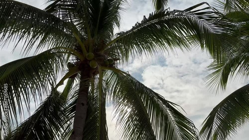 lender palm tree with lush foliage and coconuts, against a cloudy sky, bottom view.