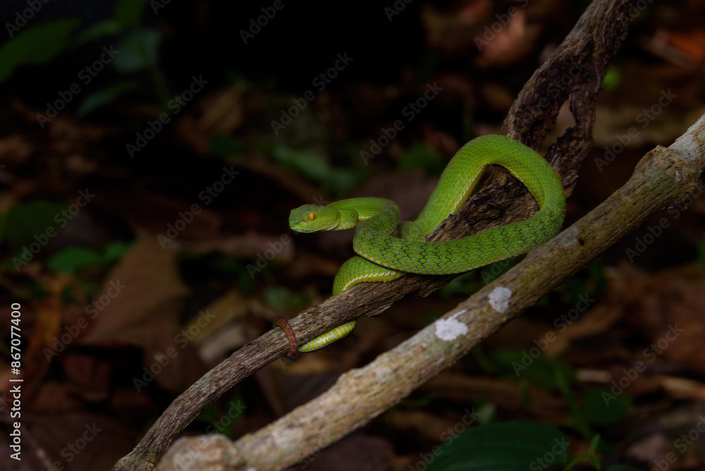 Obraz premium Sumatran Green Pit Viper on tree branch in Thailand rainforest