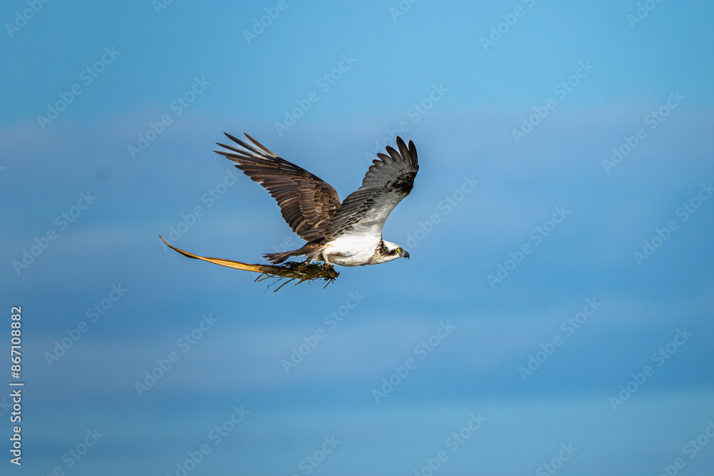Fototapeta premium An Osprey in flight with a branch