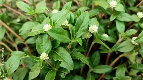 Nature background of Gomphrena serrata moving slowly in the wind.  Soft focus.  Full frame.  White wildflowers. Bunga kancing photo