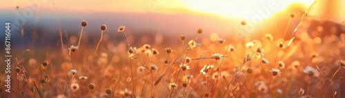 Sunset over a beautiful wildflower field, capturing serene nature and glowing sunlight. Perfect for backgrounds or nature-themed designs.