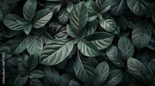 Green tropical plant close-up