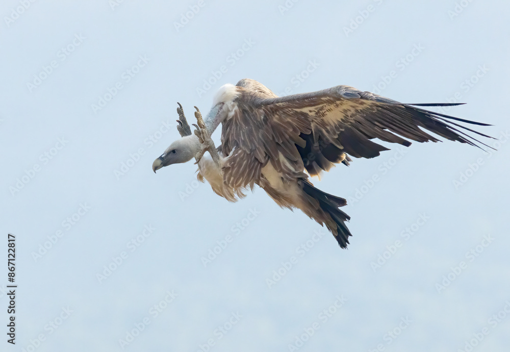 Griffon Vulture (Gyps fulvus) on feeding station Griffon Vulture (Gyps fulvus) on feeding station