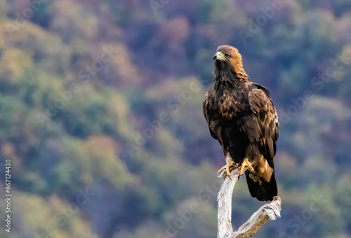 Action photography of Golden Eagle