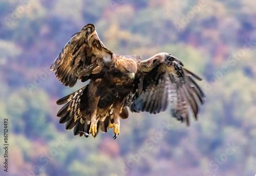 Action photography of Golden Eagle