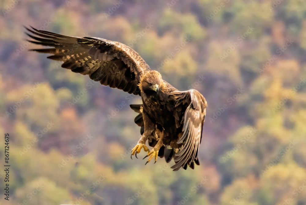 Fototapeta premium Action photography of Golden Eagle