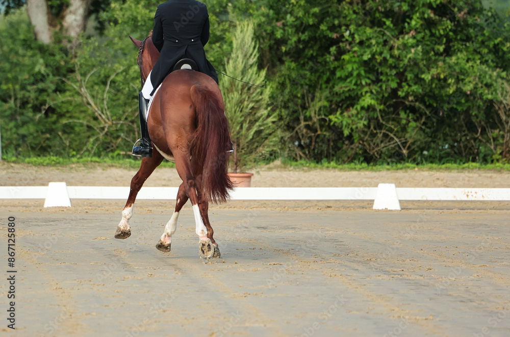 Dressage horse close-up in the test, dressage S curb.. Dressage horse close-up in the test, dressage S curb..