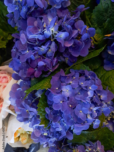 Stunning close-up of vibrant blue and purple hydrangeas in full bloom, showcasing delicate petals and lush green foliage